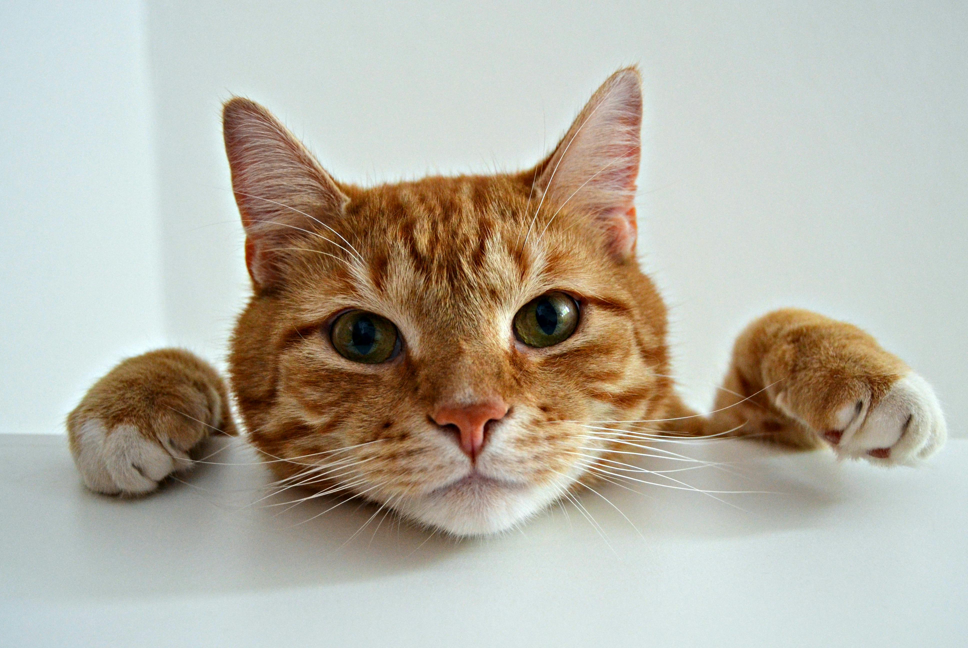 The challenge shelter animals face when medical costs create barriers to care