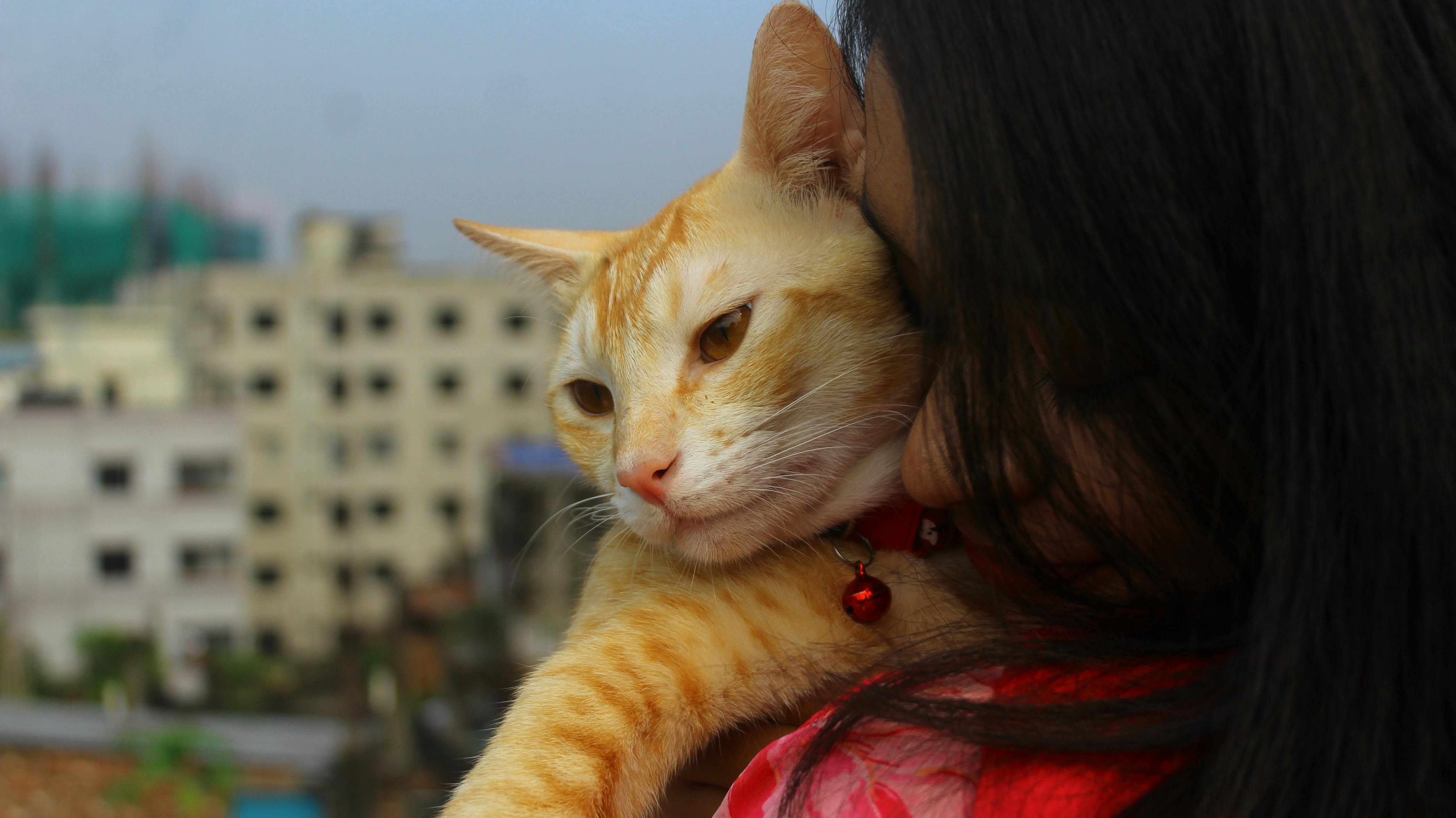A friendly dog, representing animals who benefit from ShelterMeds monthly support programs